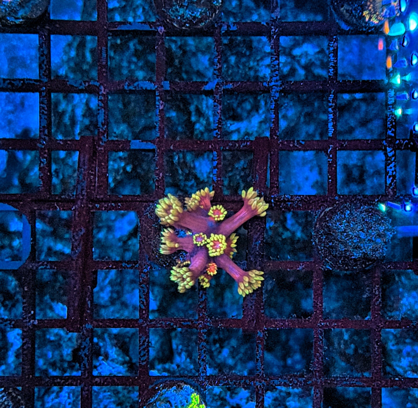 Rainbow goni frag