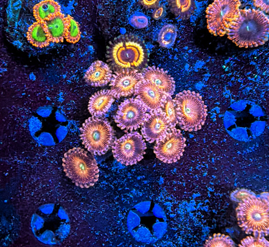 Rainbow Zoa