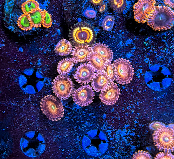 Rainbow Zoa