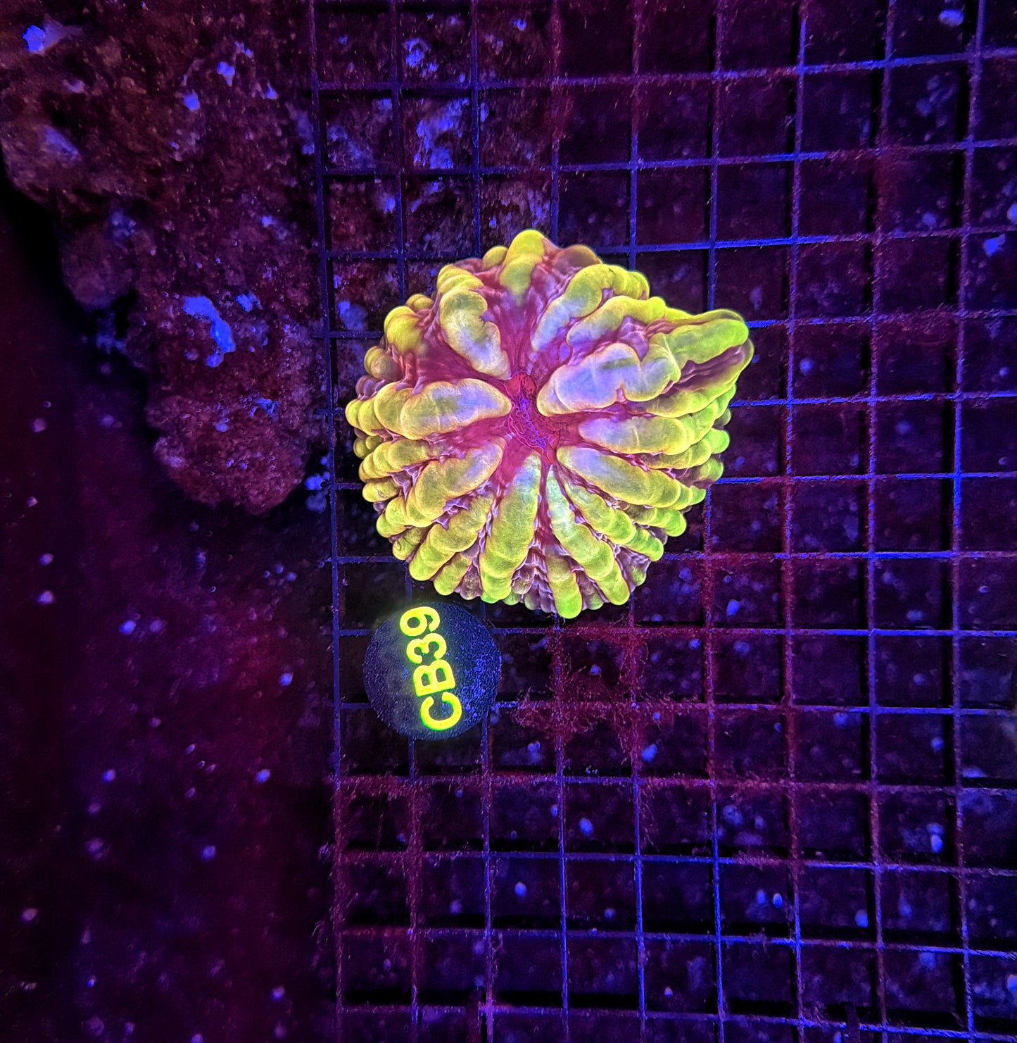 Yellow Cynarina (Must spend $750 on other stuff)
