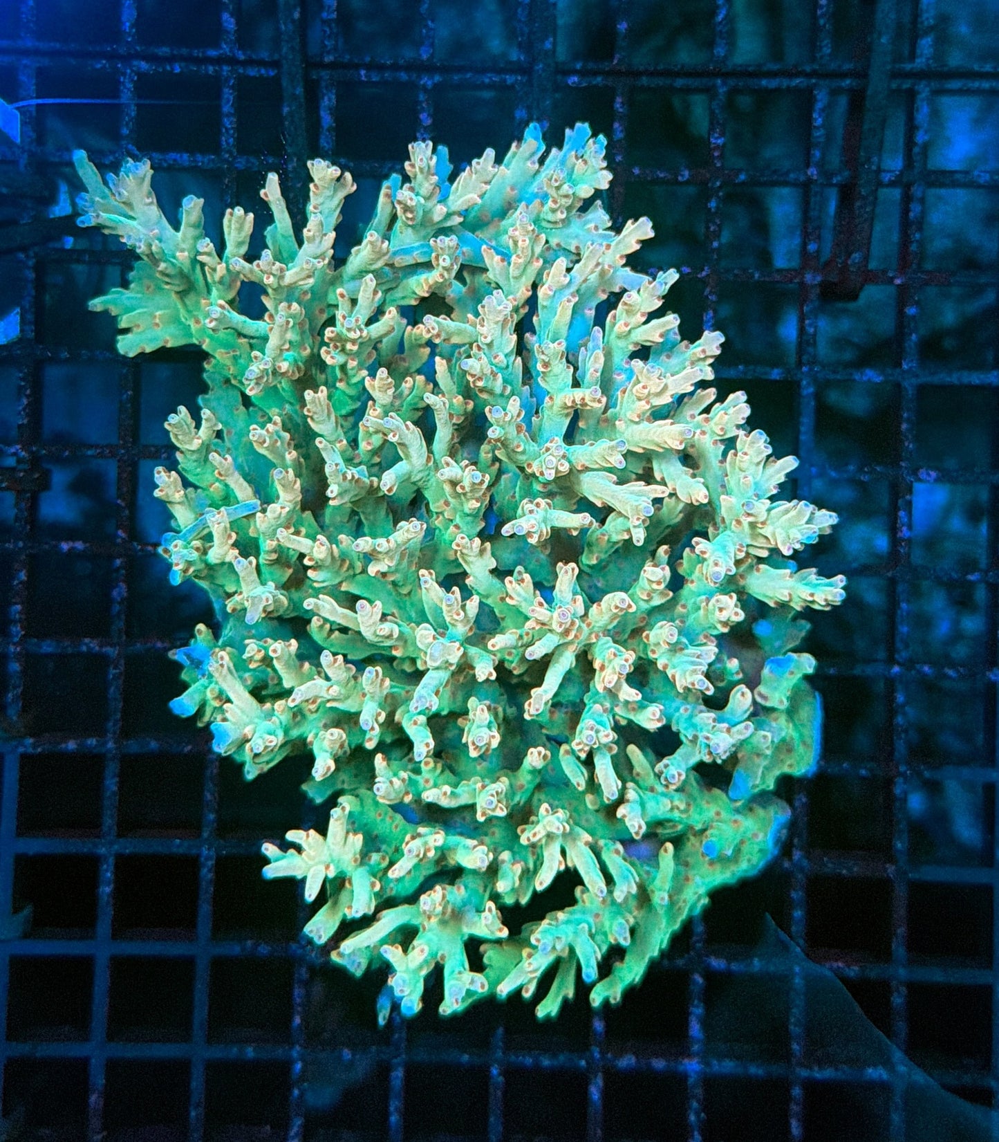 Malay speciosa
