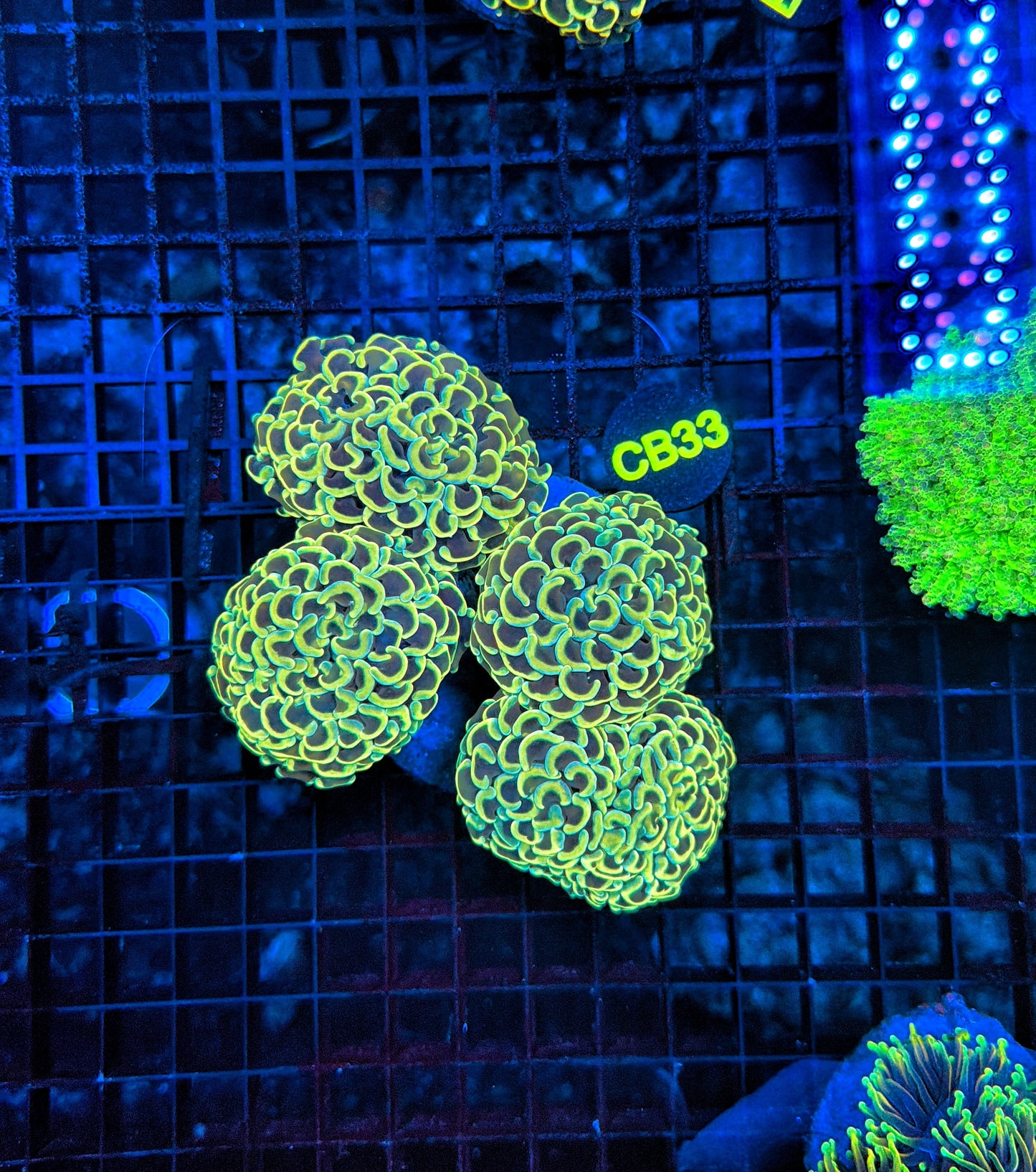 Malay branching hammer Colony 3-4 heads but might be hard cut into singles.