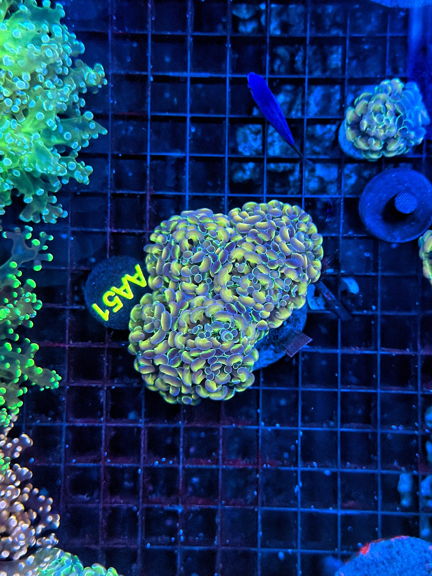 Hologram Colony