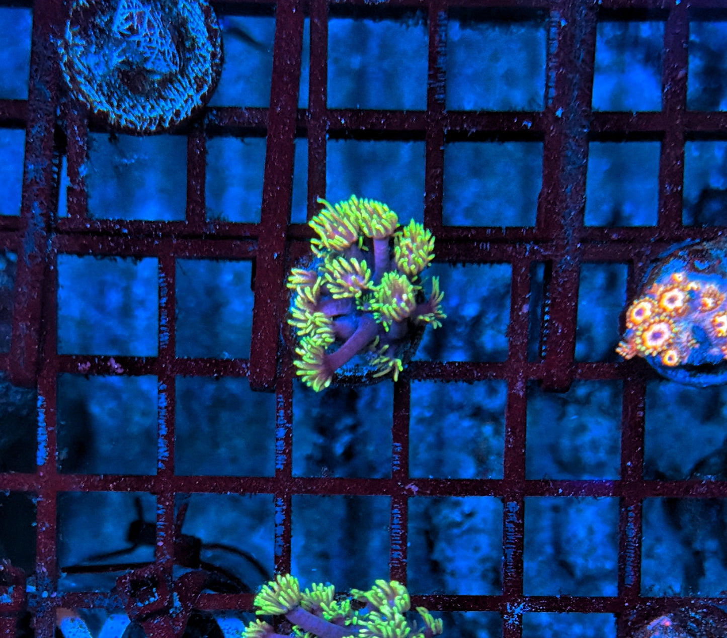 Rainbow goni frag