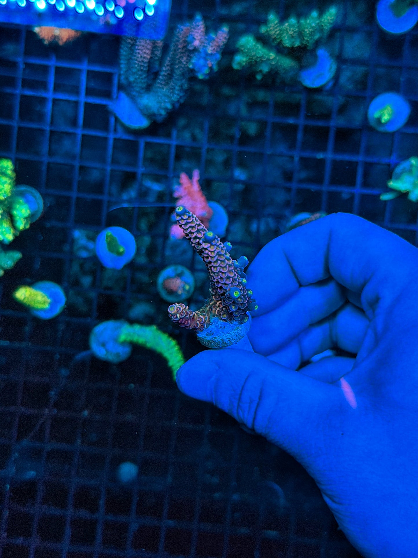 Tenius Frag