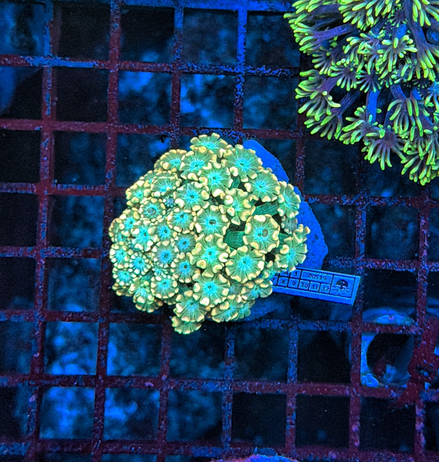 SP alveopora
