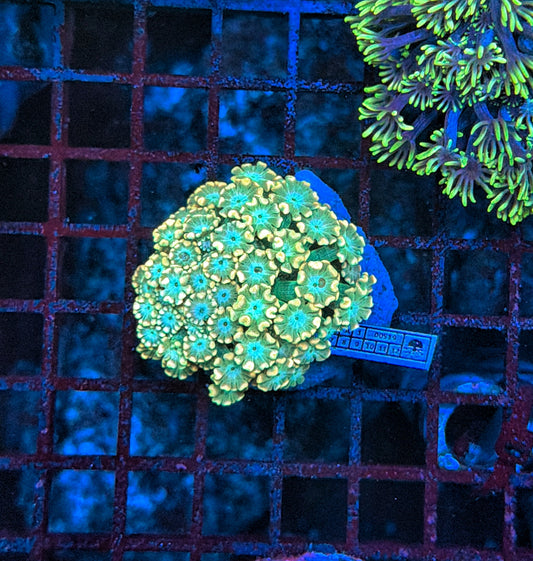 SP alveopora
