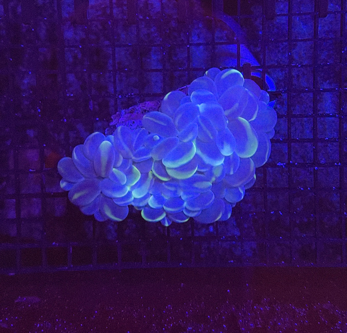 Bubble coral