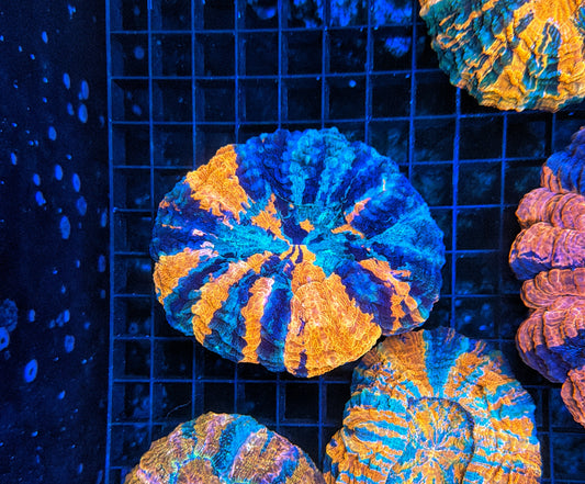 Rainbow Acantho