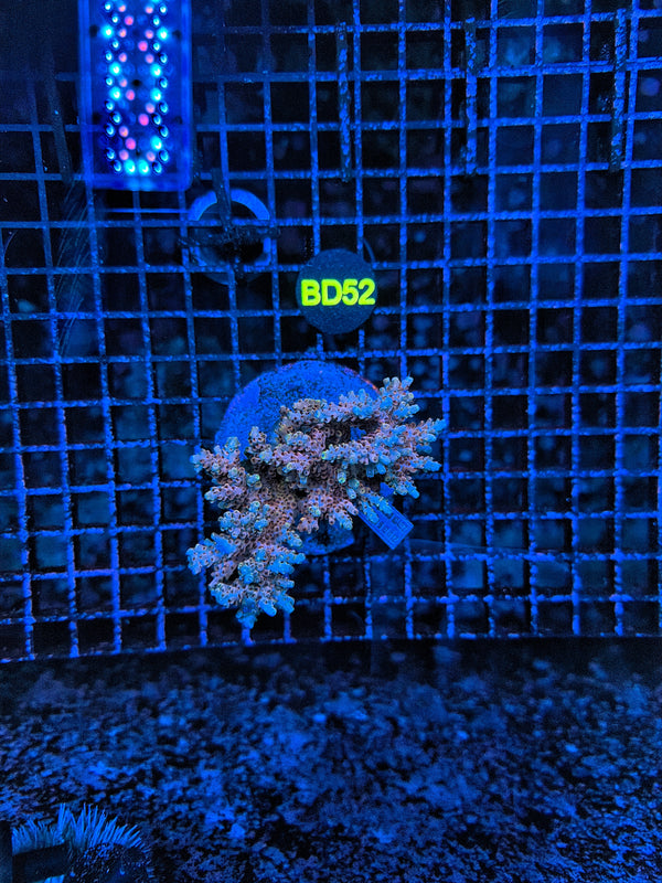Indo Premium Acro