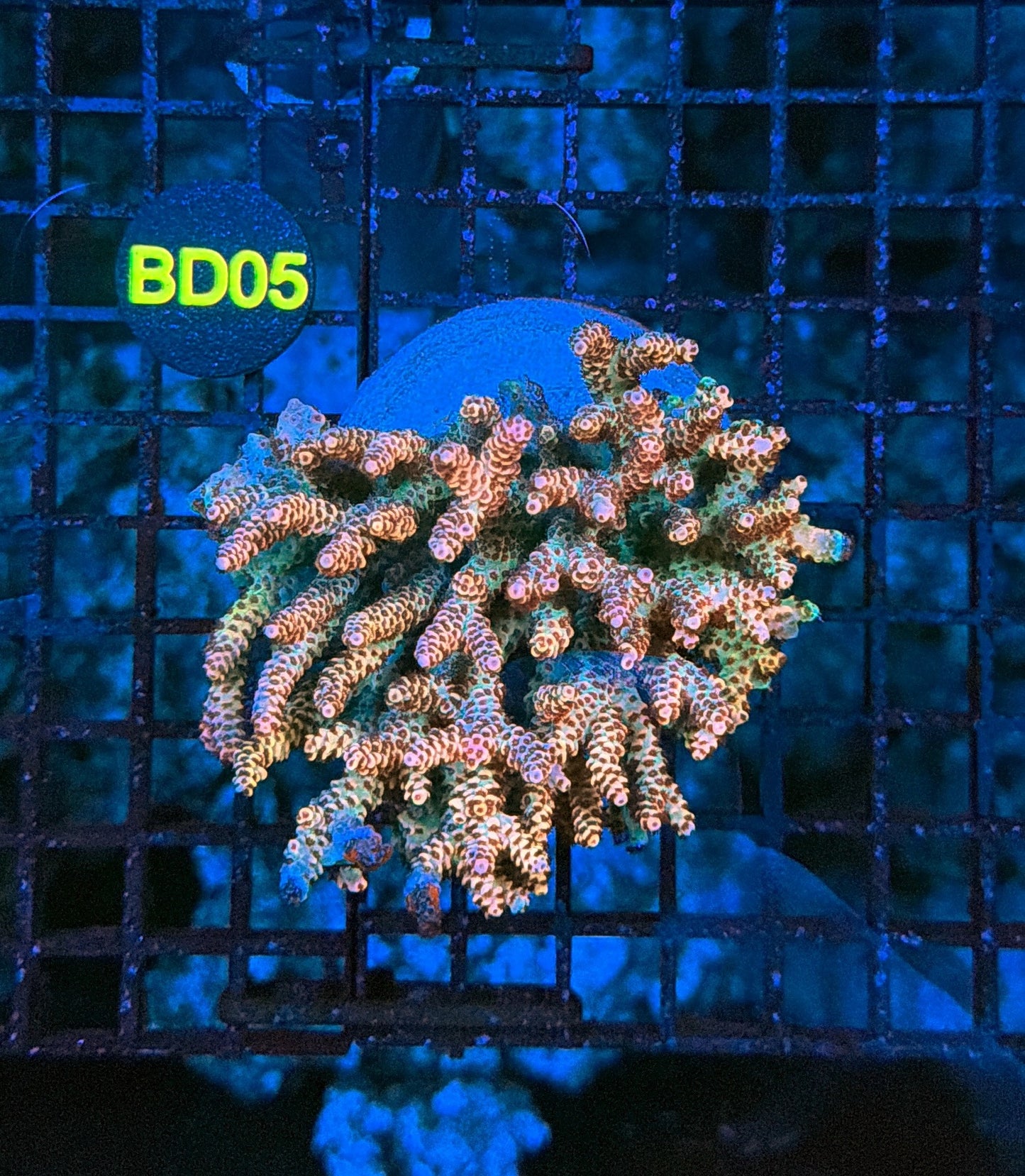 Malay selago mariculture