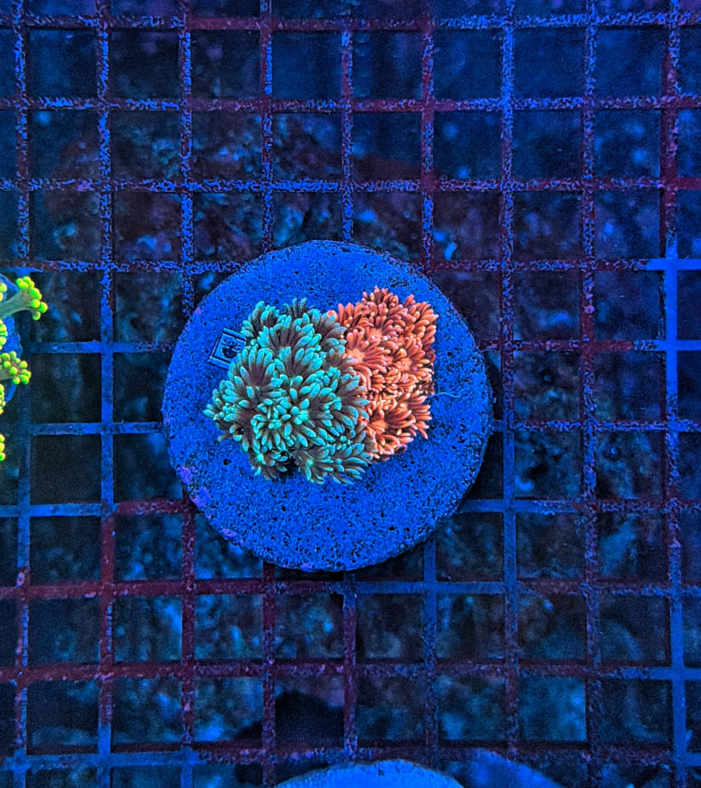 SP Goniopora