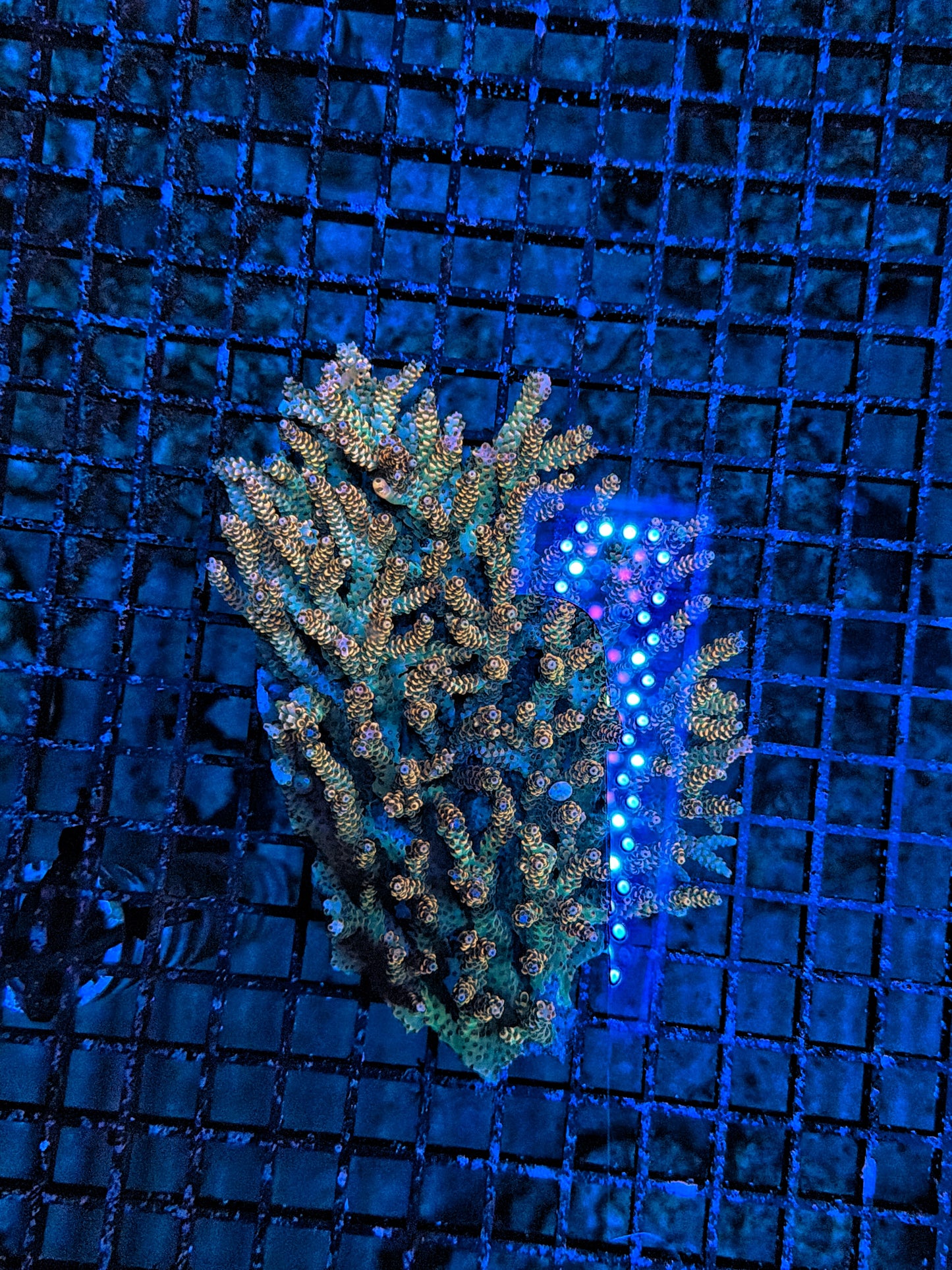 Malay acro