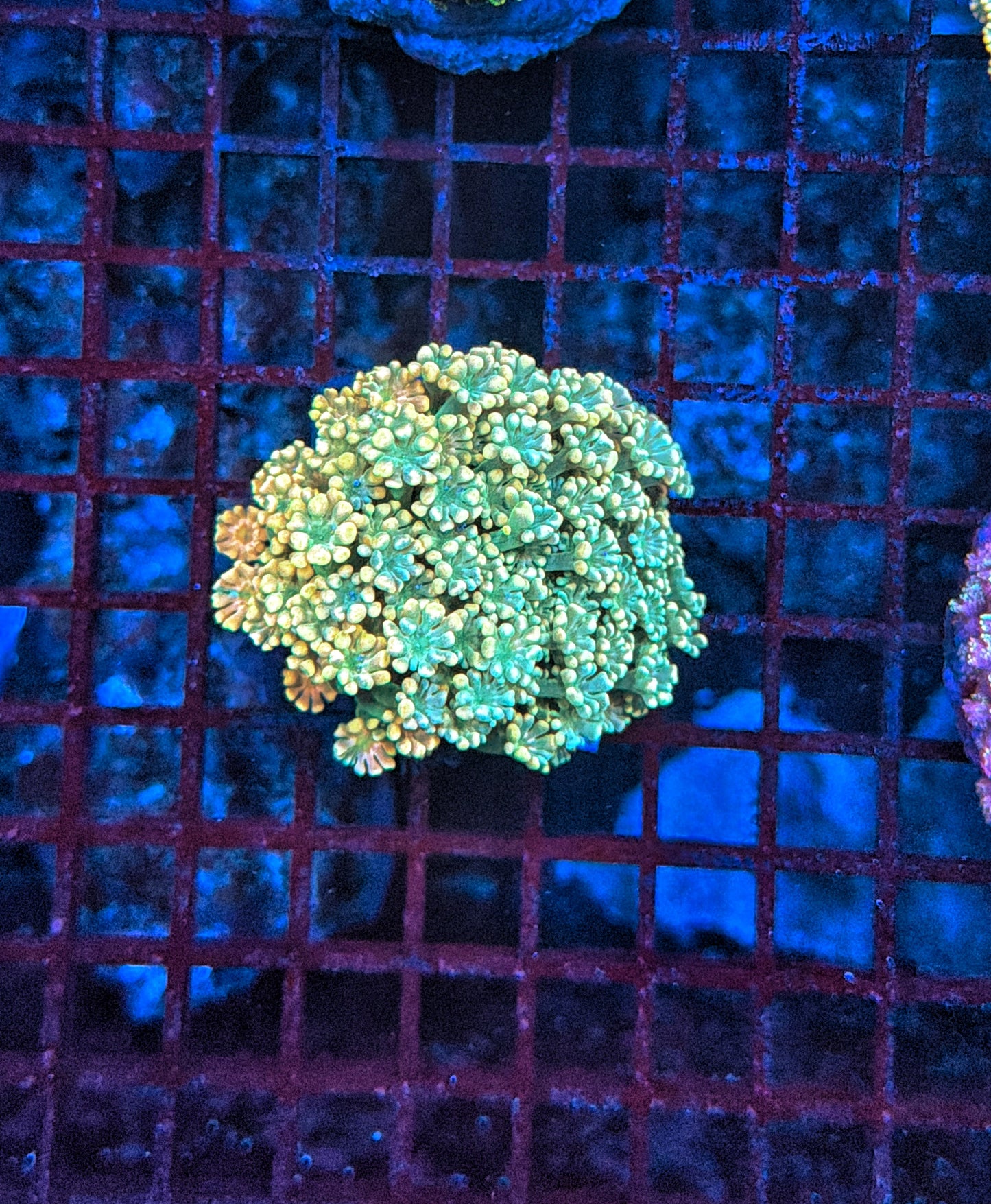 SP alveopora