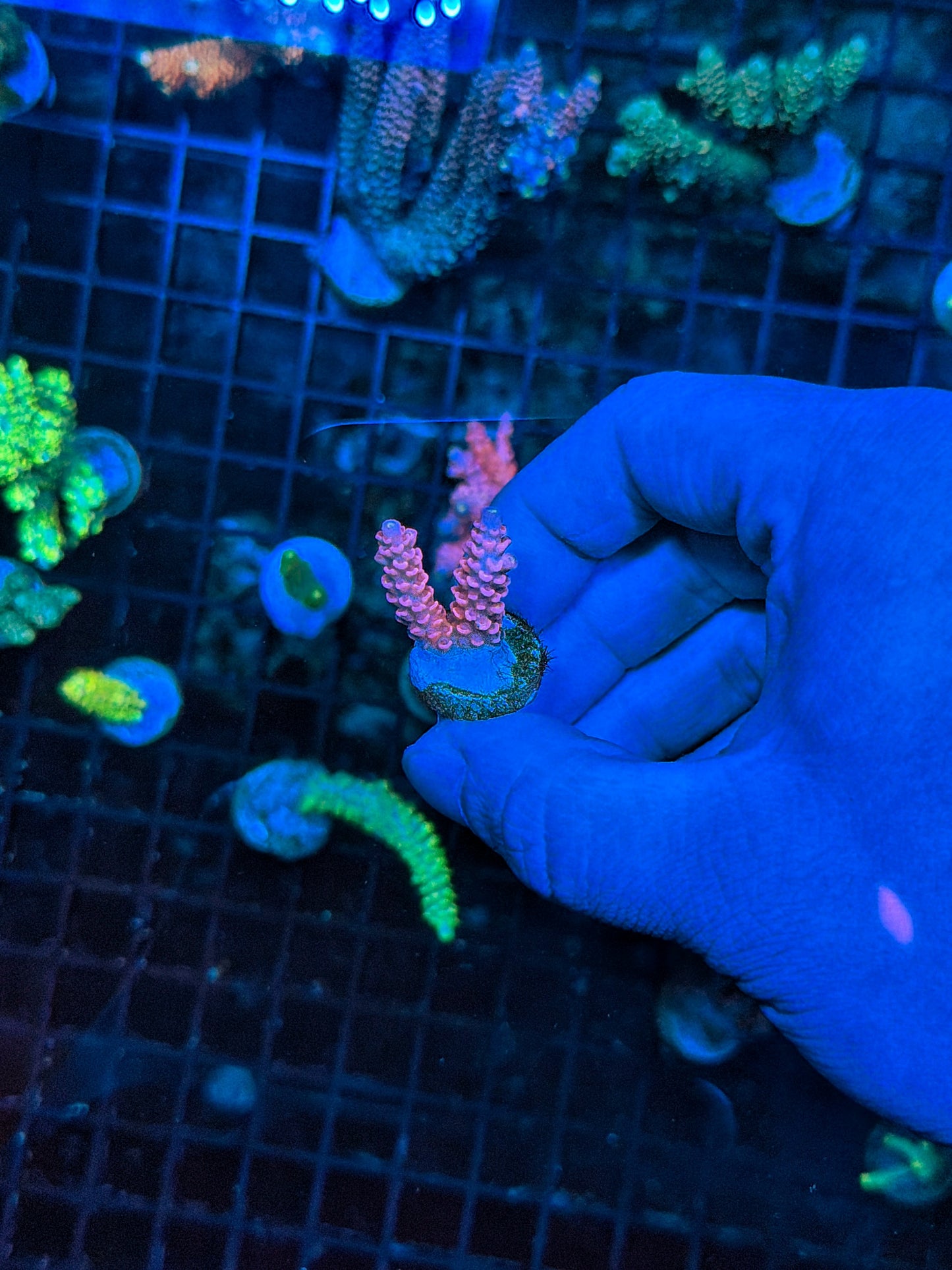 Tenius frag