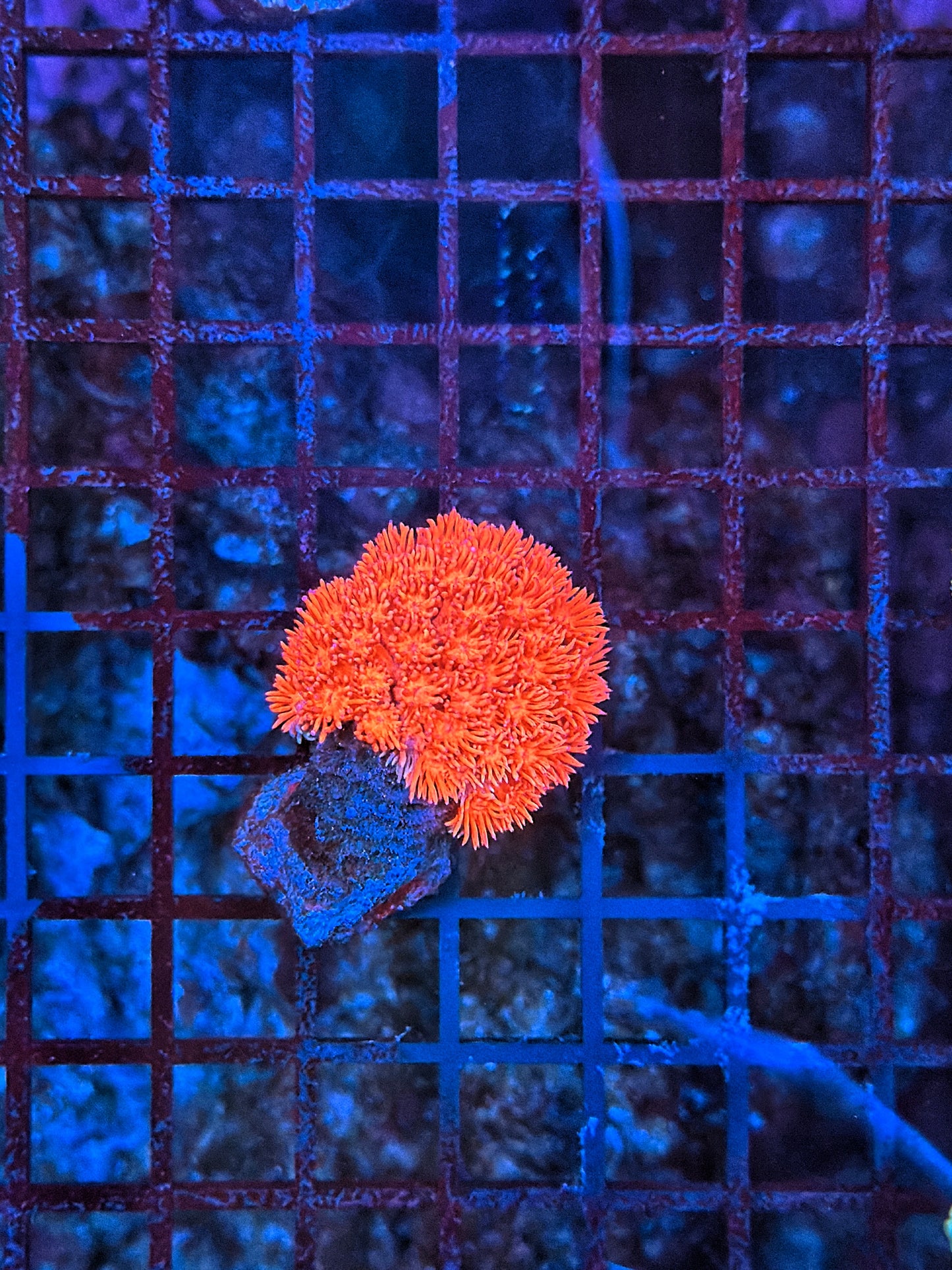 Red goni small
