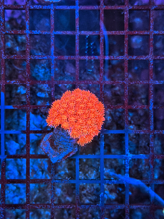 Red goni small