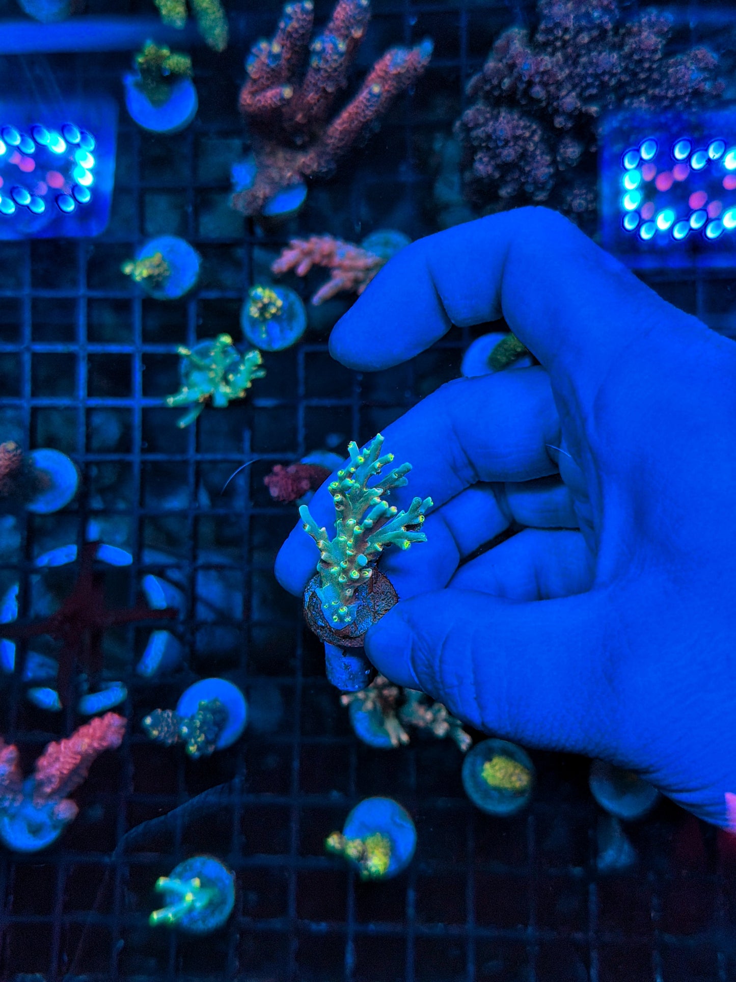 encrusted Speciosa frag
