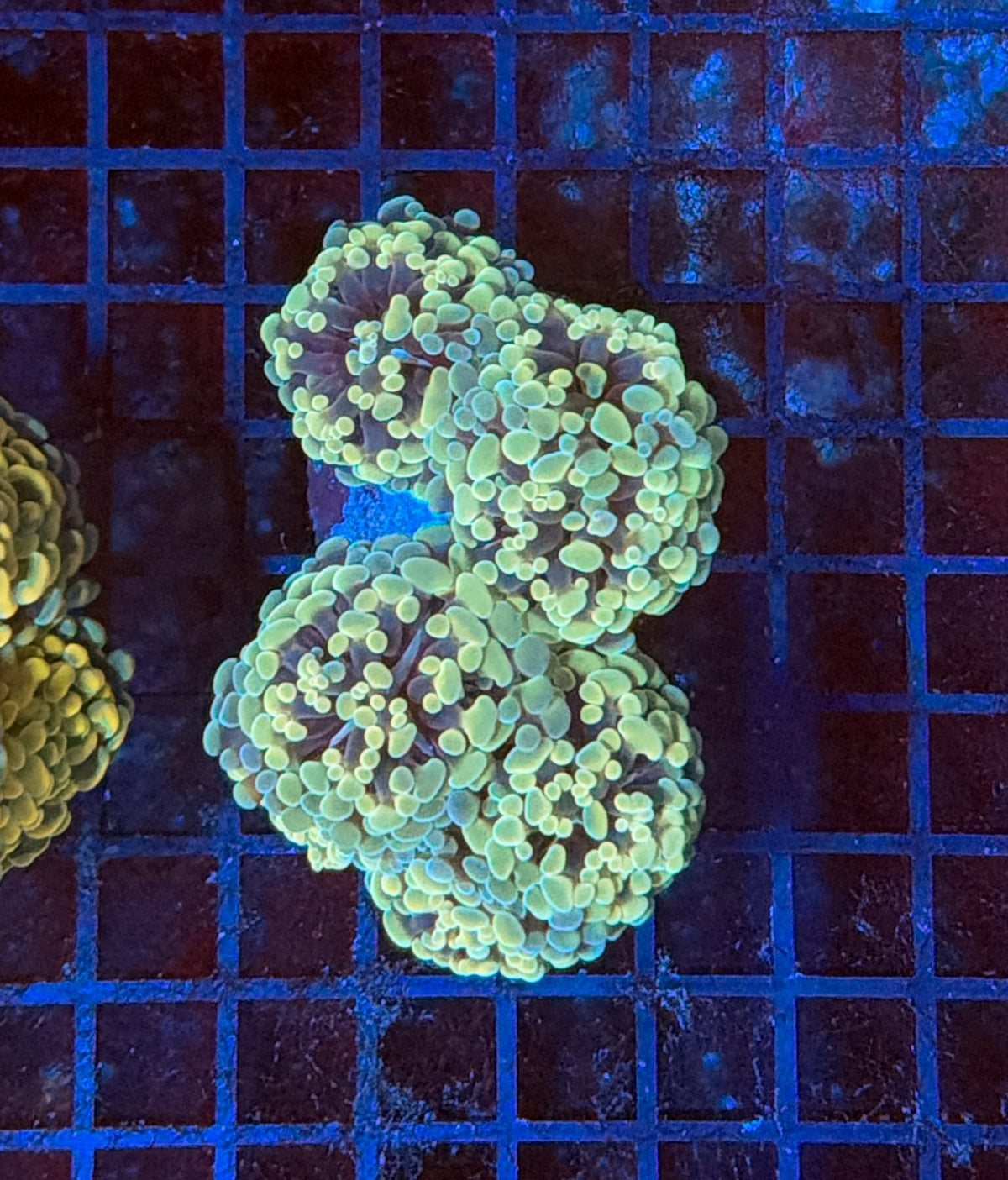 Indo SP Hammer colony