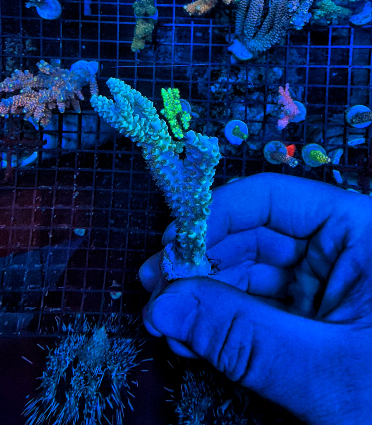 Tenius frag