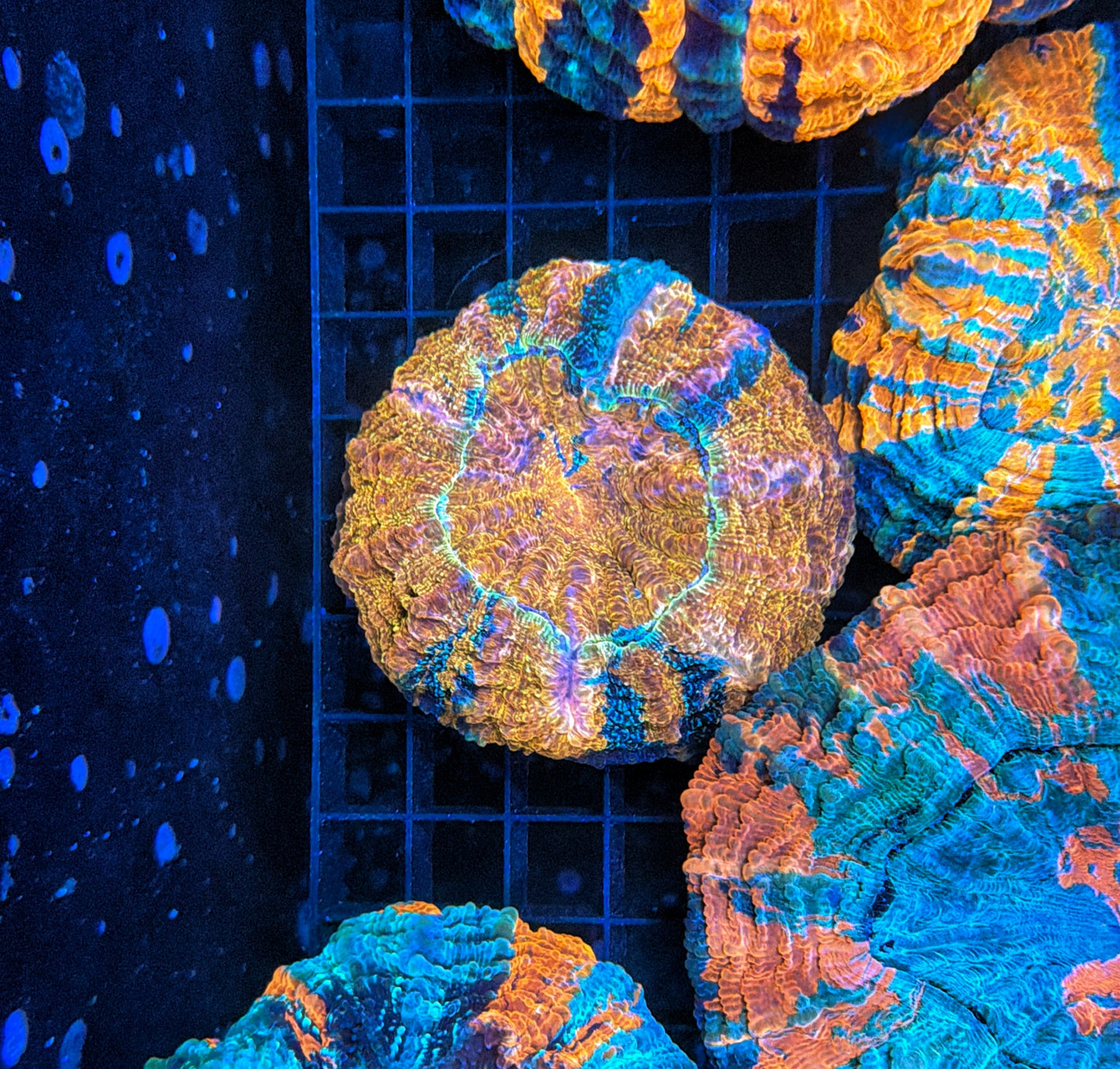 Ultra glitter Rainbow Acantho