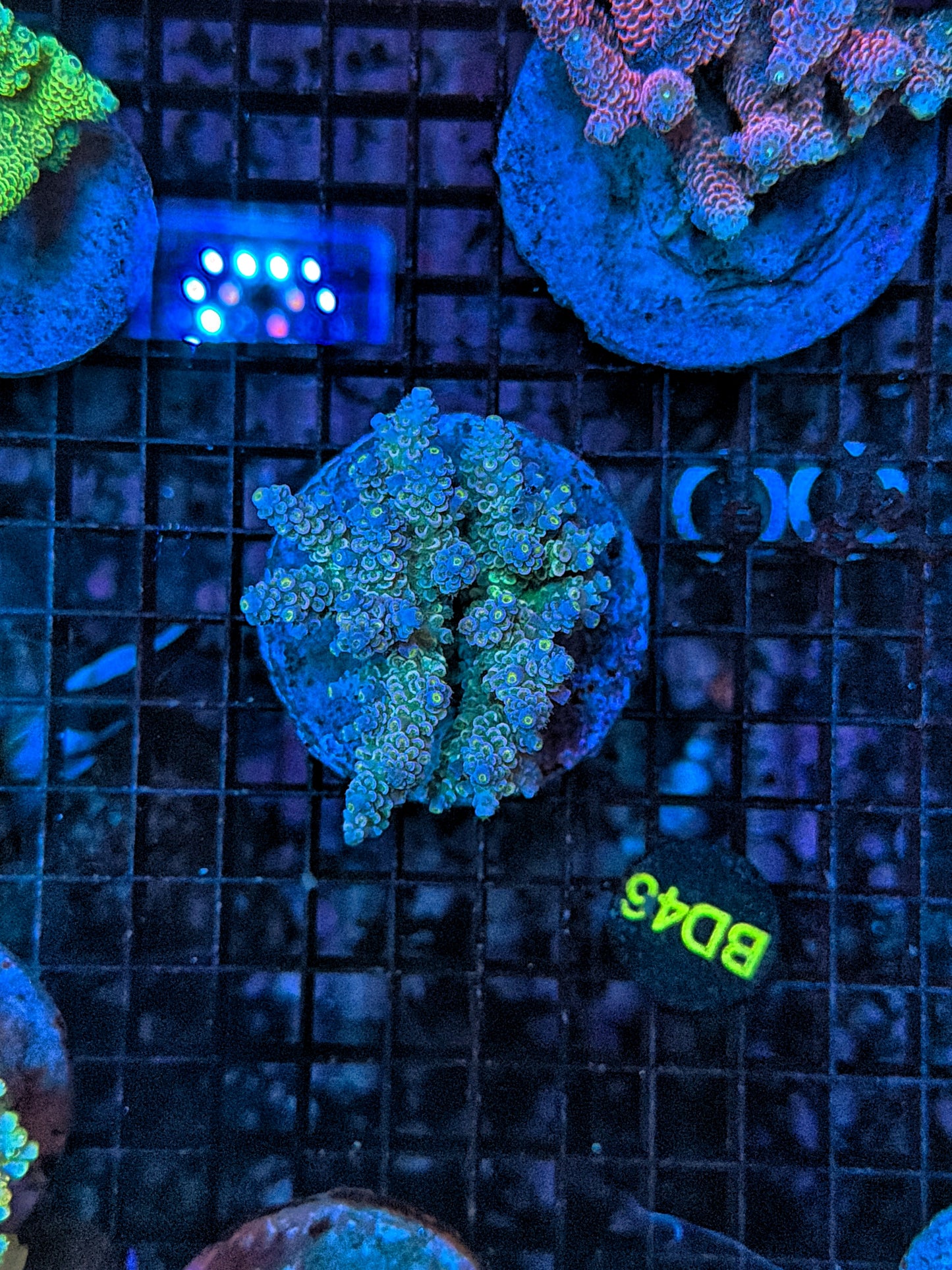Indo Premium Acro