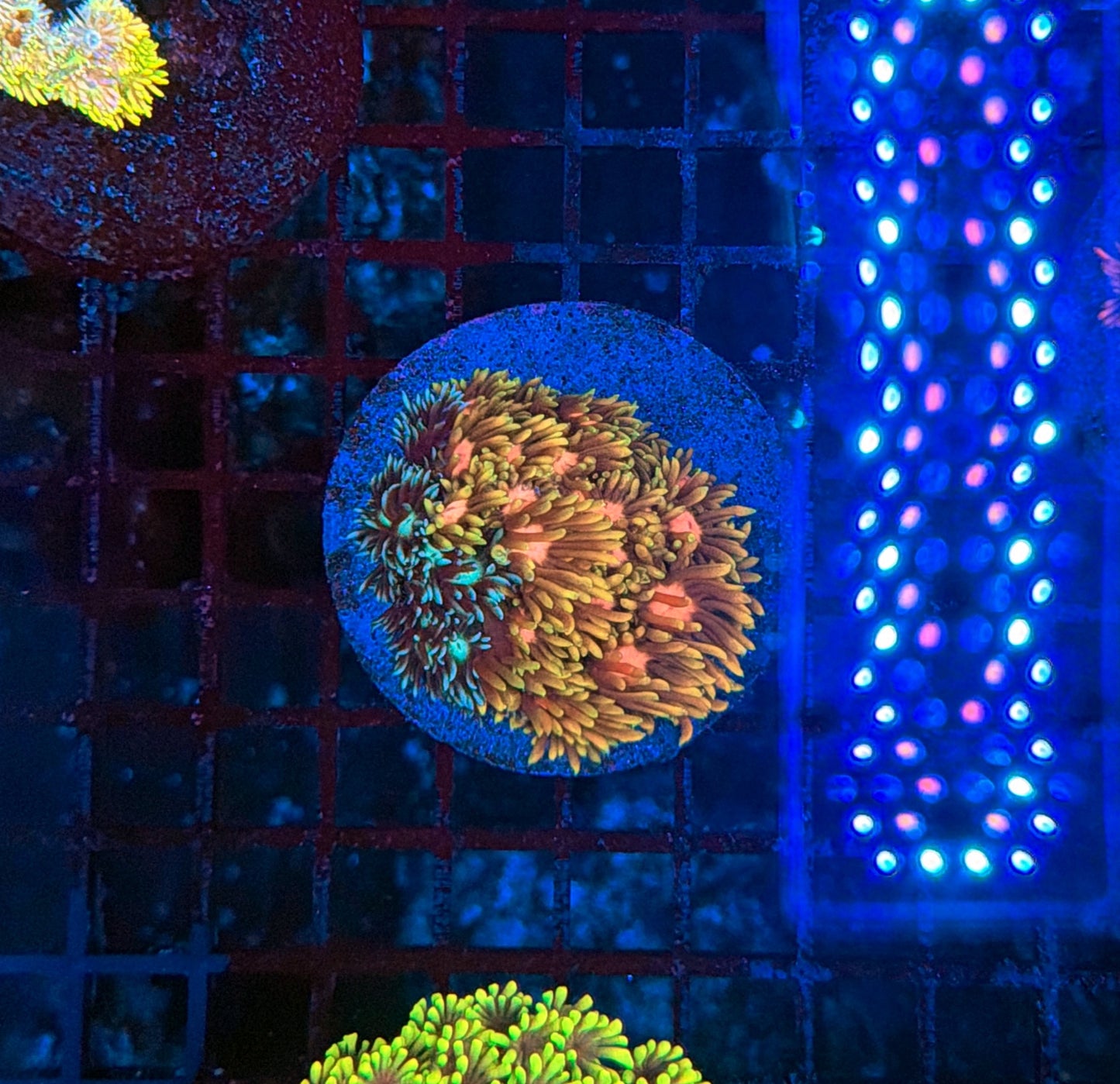 SP Goniopora