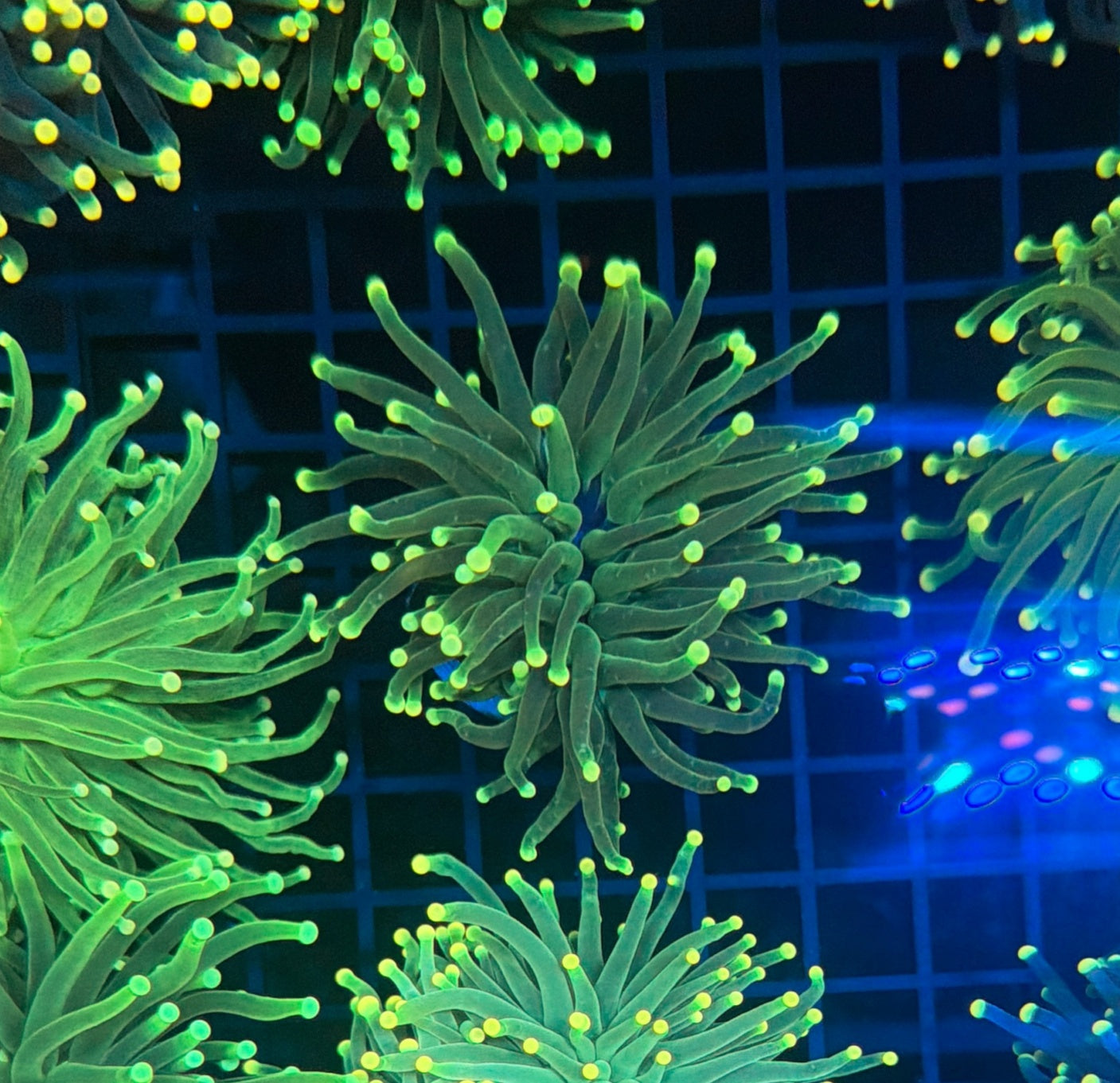 Malay SP Green Torch