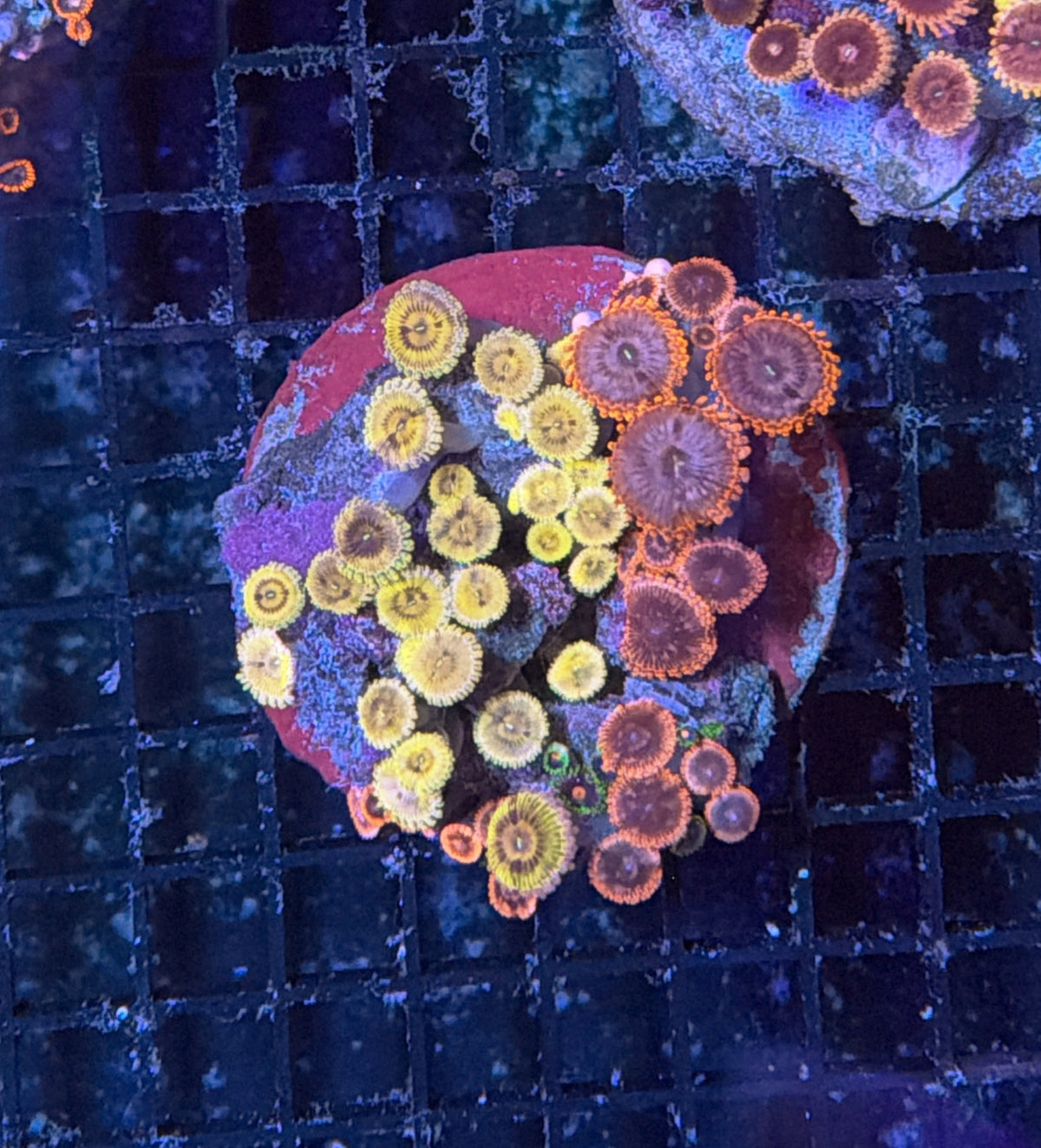 Rainbow zoa clearance