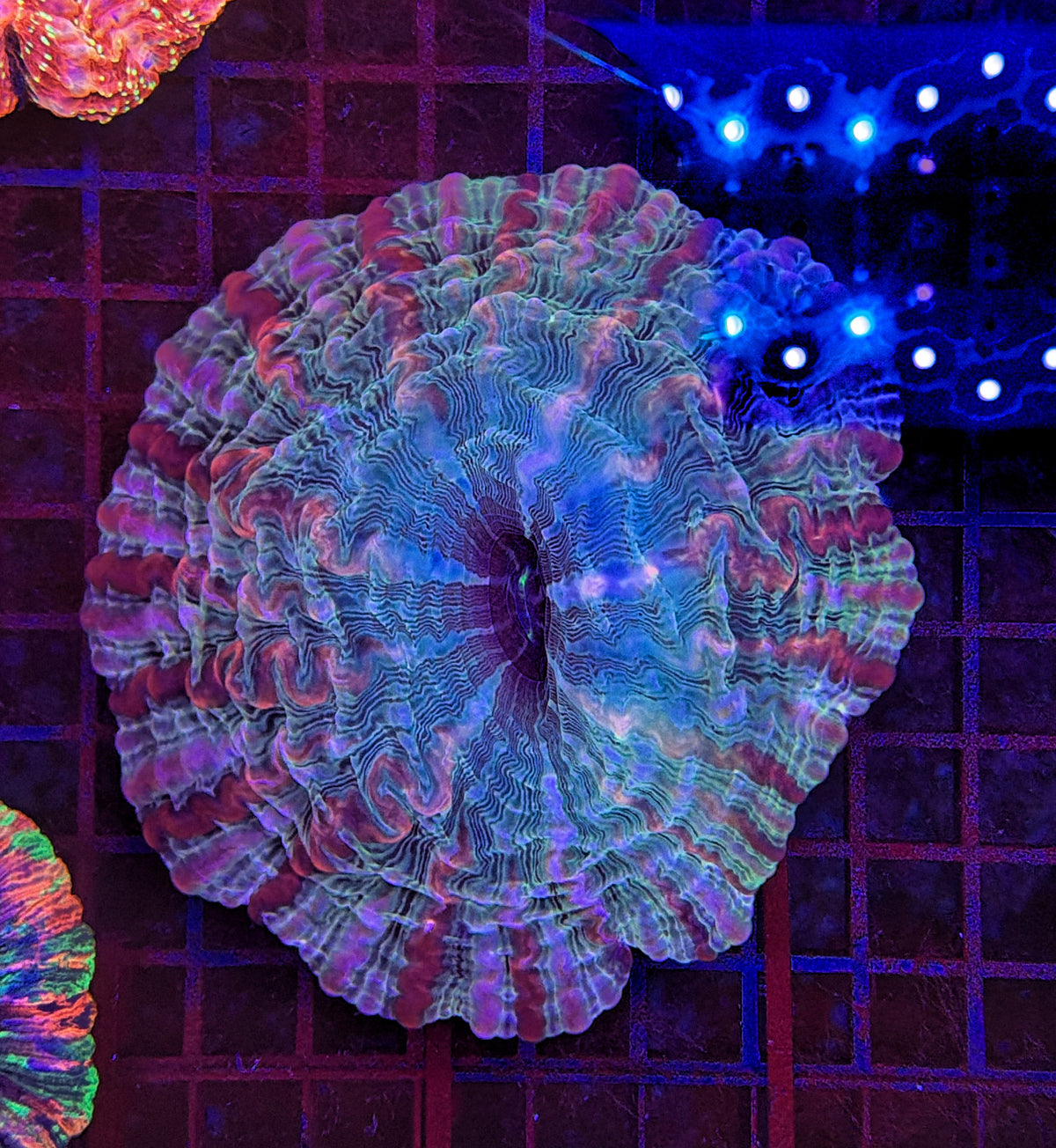 Indophyllia