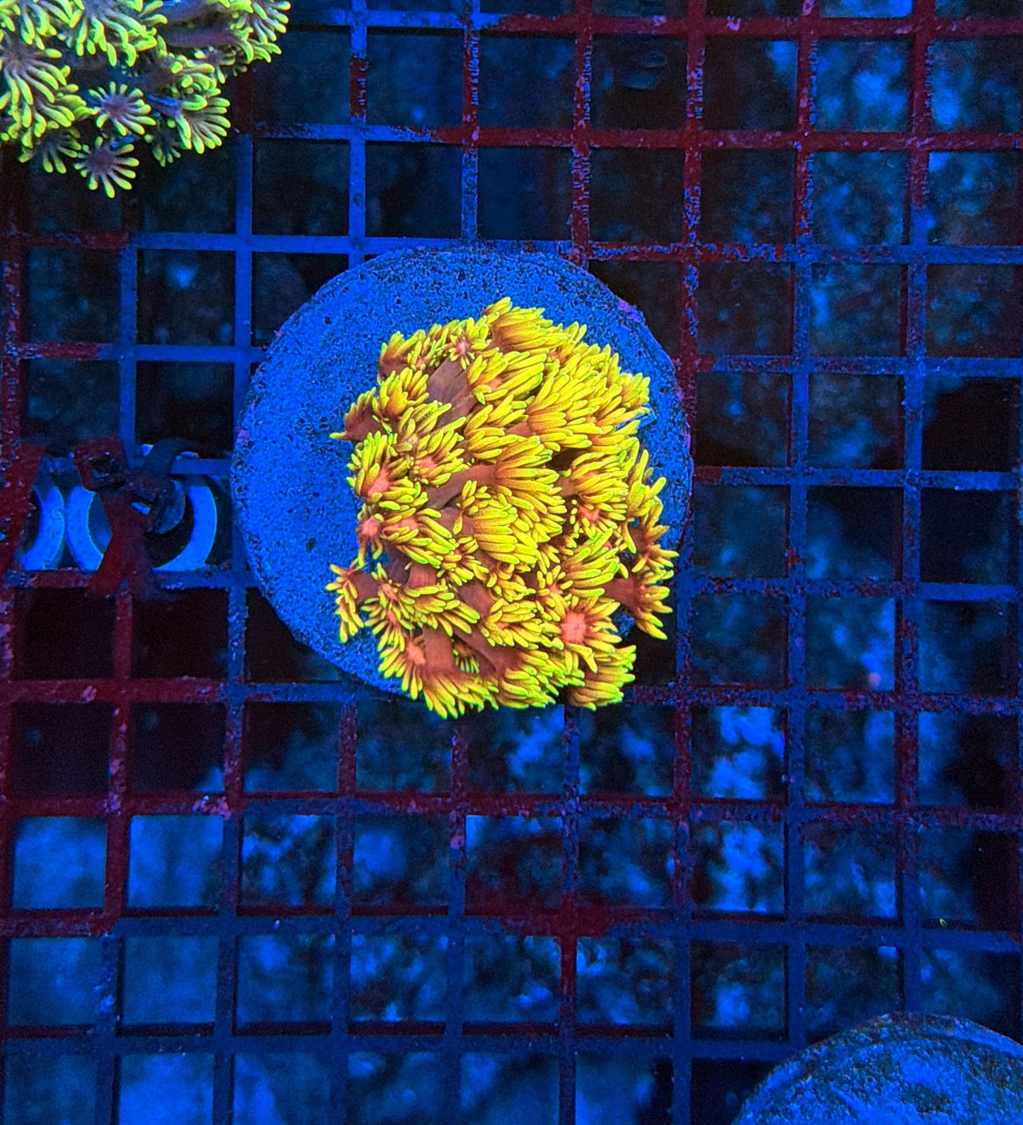 SP Goniopora