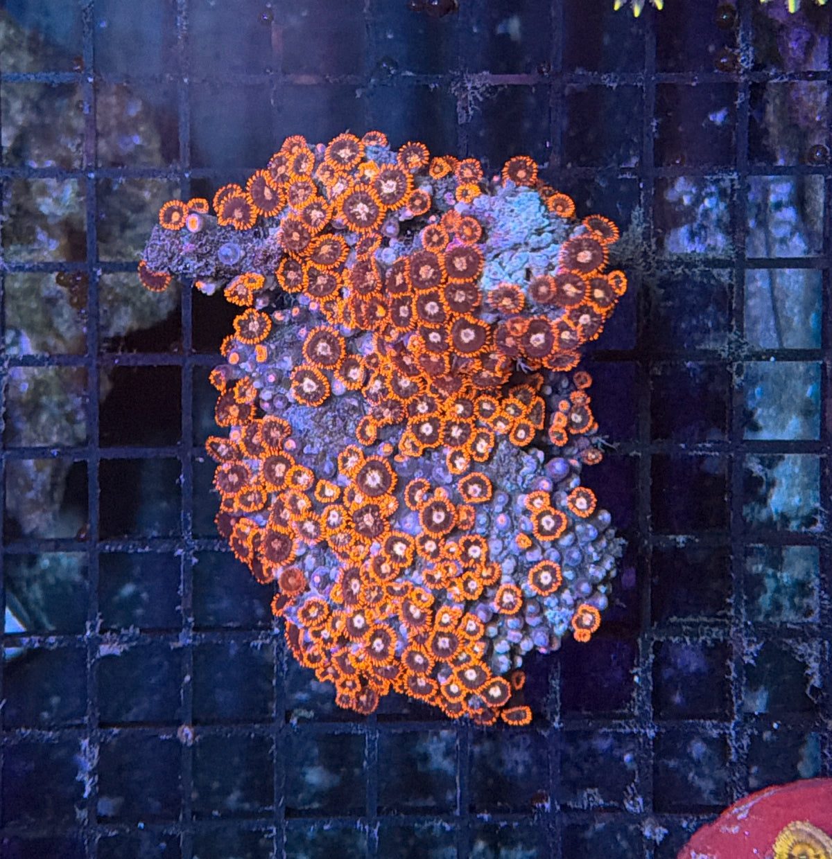 Rainbow zoa clearance
