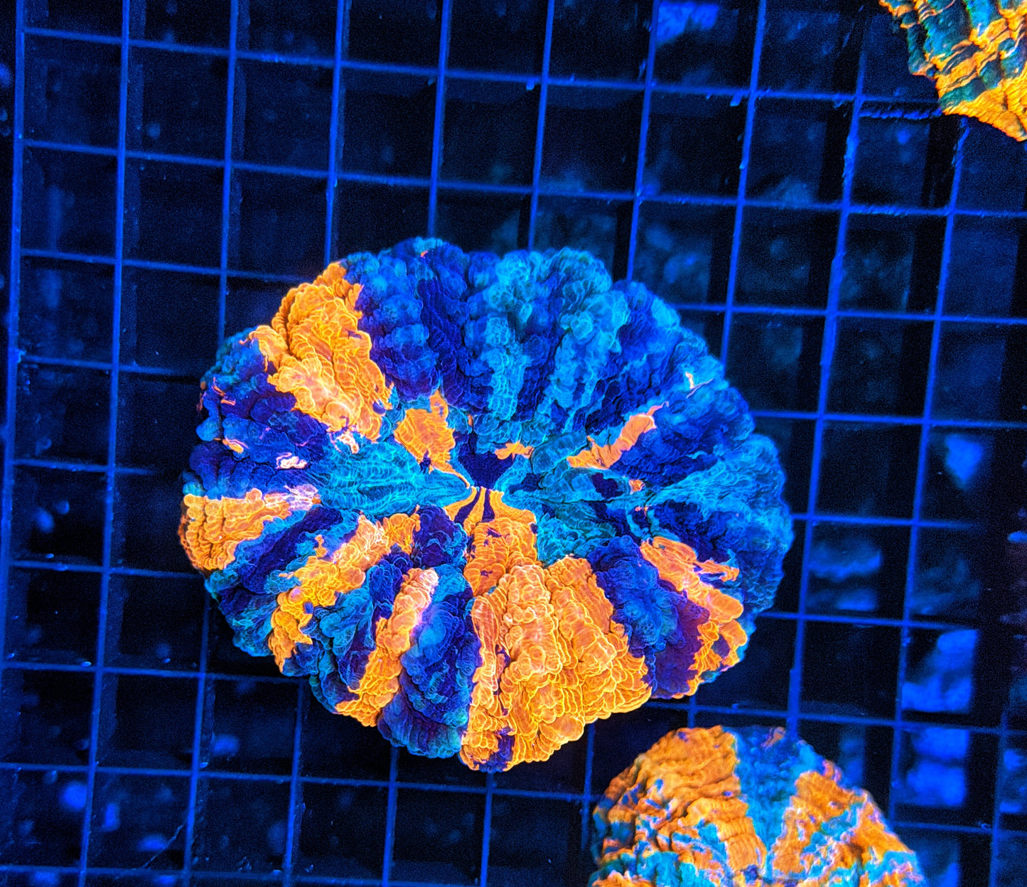 Ultra Acantho