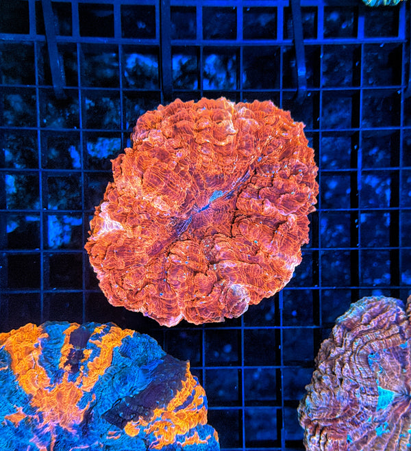 Rainbow Acantho