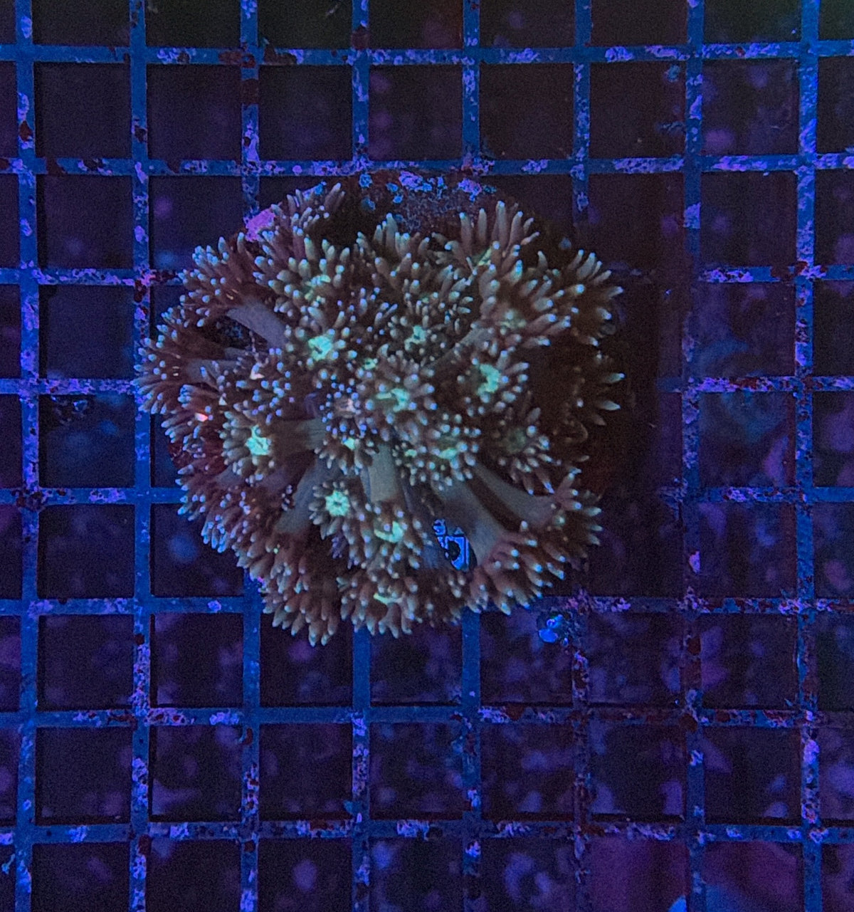 Rainbow Goni clearance