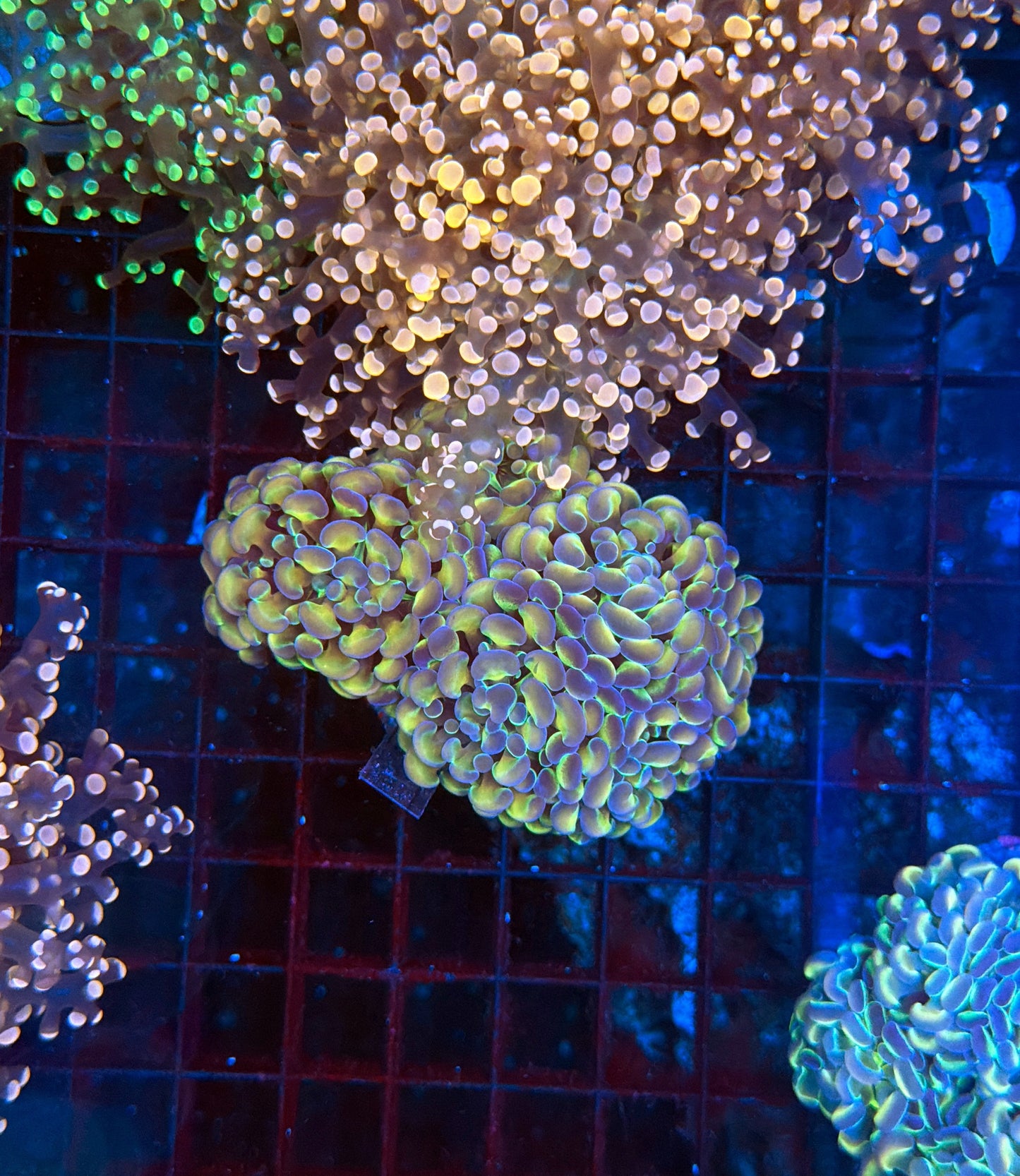 Hologram Colony