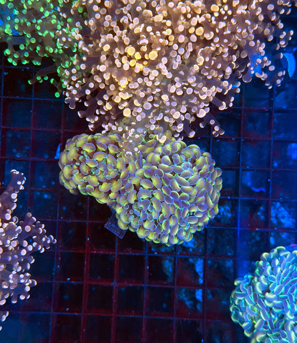 Hologram Colony