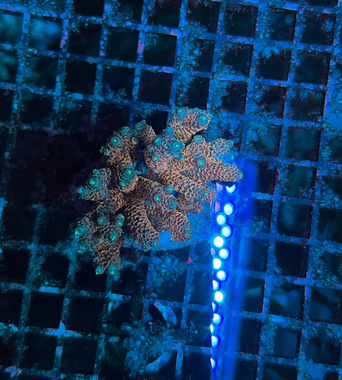 indo premium acro