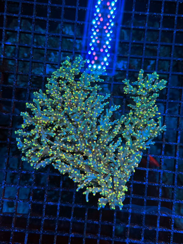 Malay acro