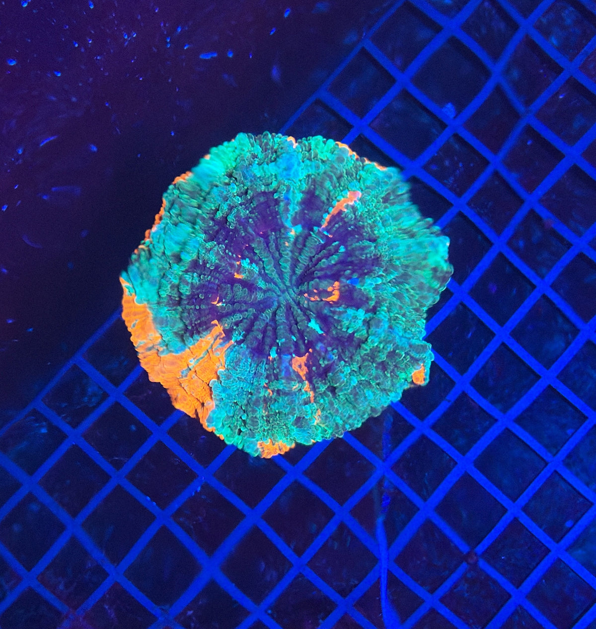 Rainbow Acantho
