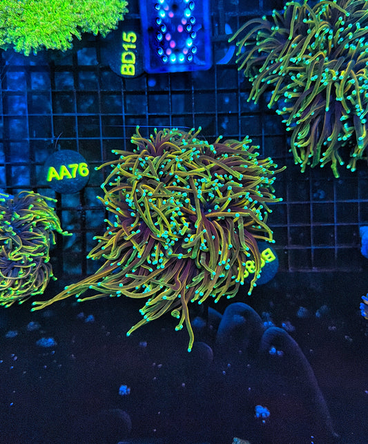 Indo gold 4-8 heads