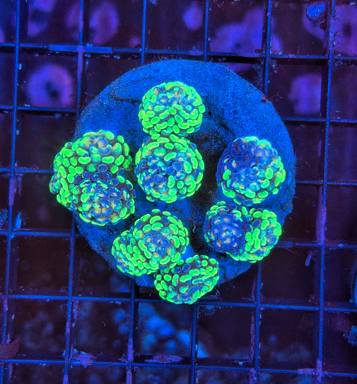 Toxic splatter hammer