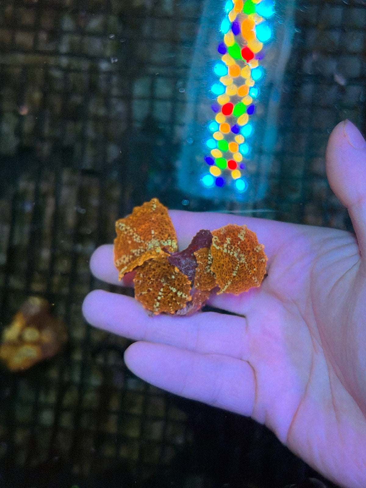 Indo mushroom