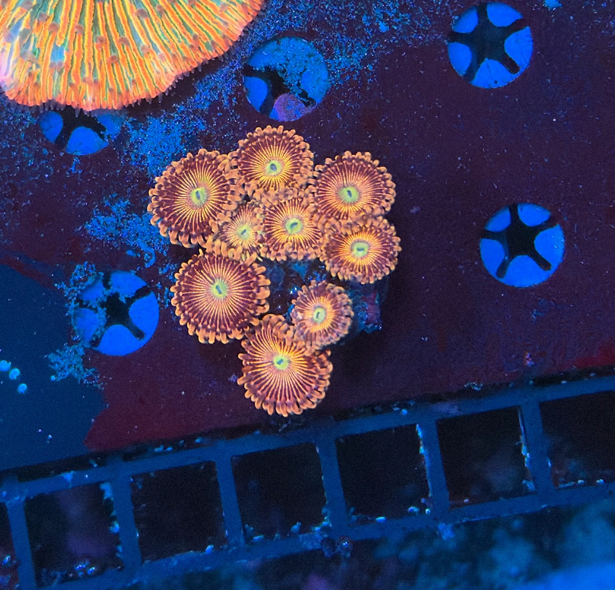 Zoa Frag