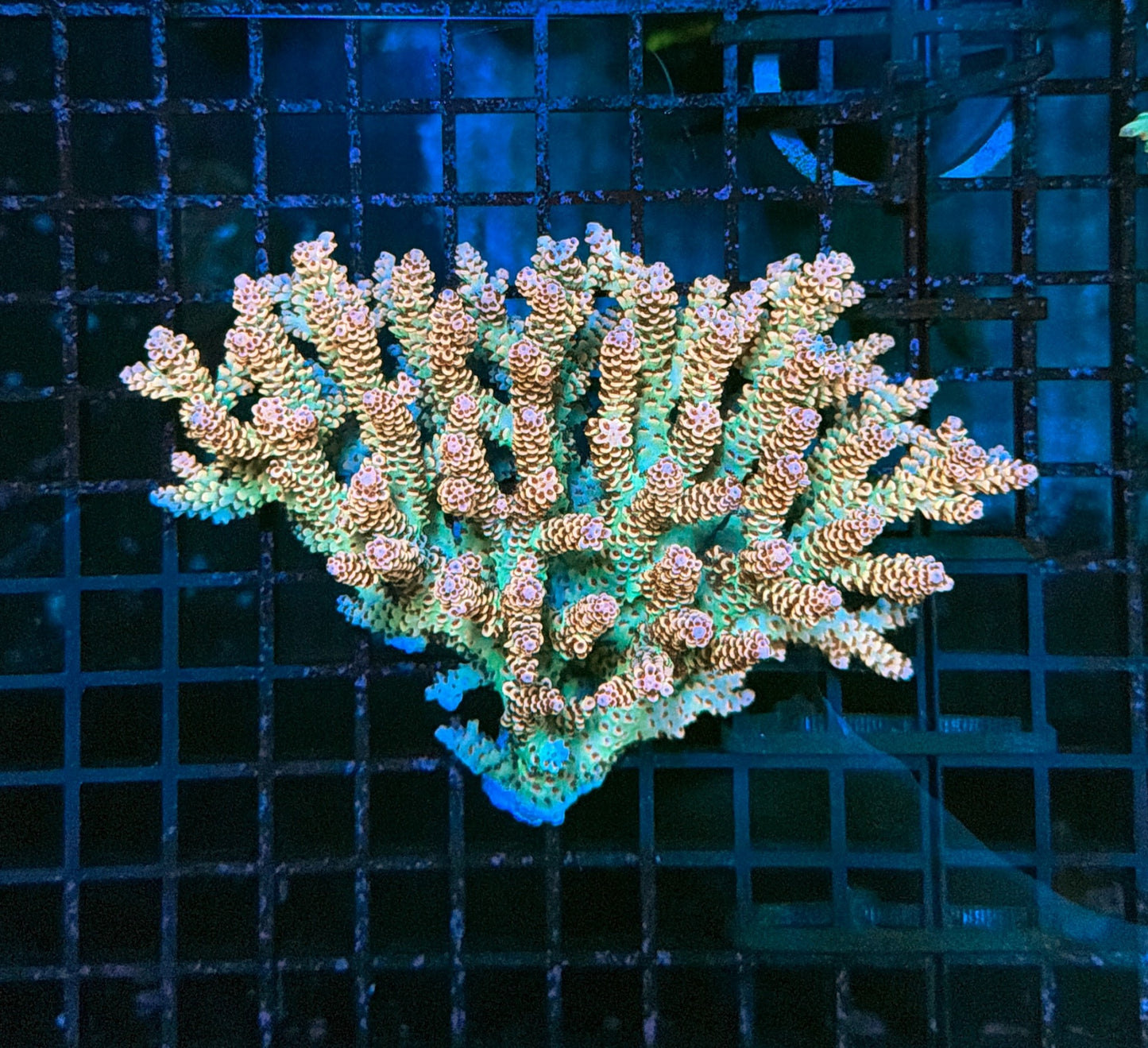 Malay selago