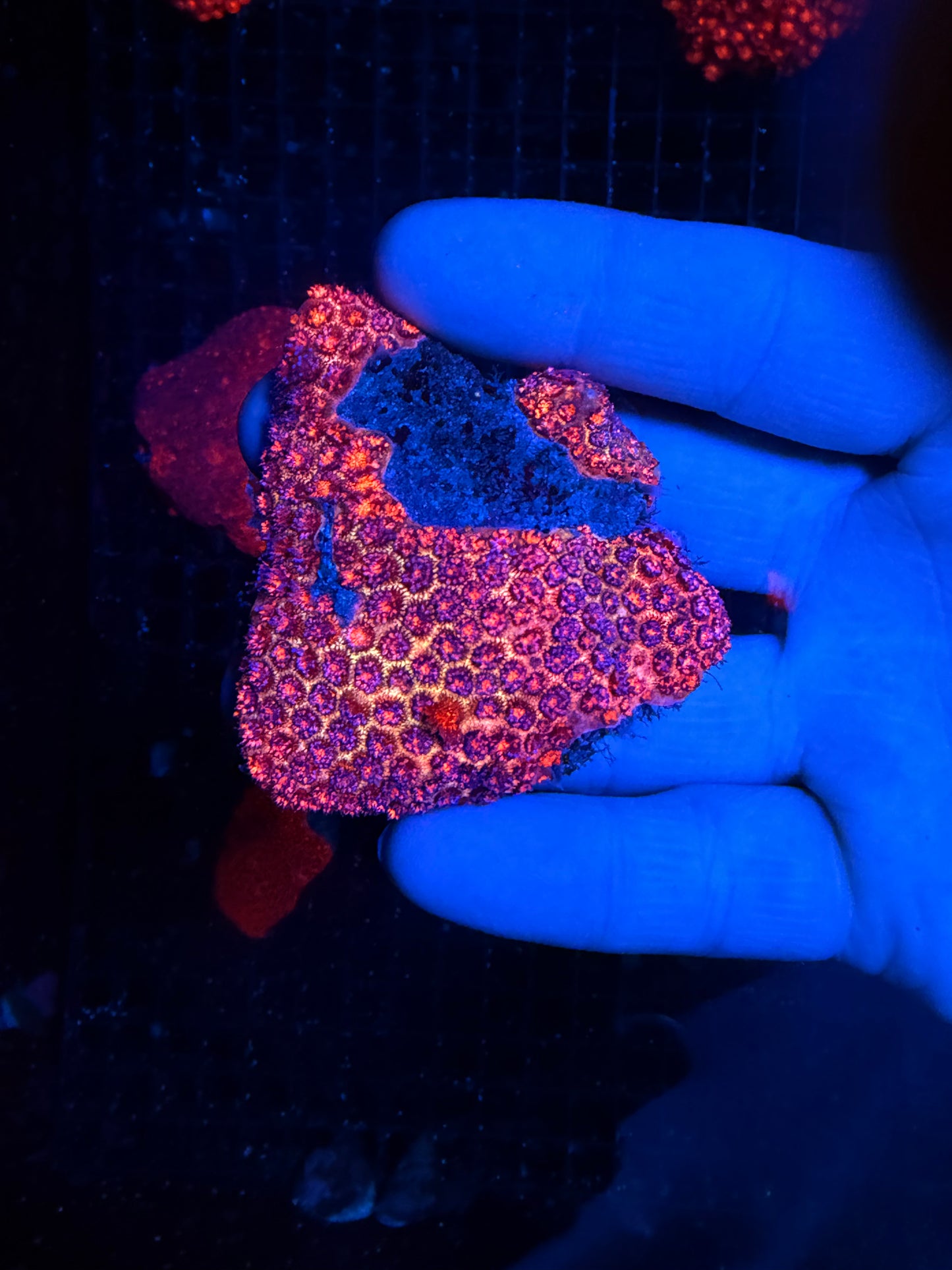 Red Glitter Goni Colony S Size 10-15 frags