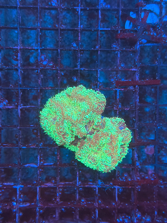 Rainbow Blasto clearance