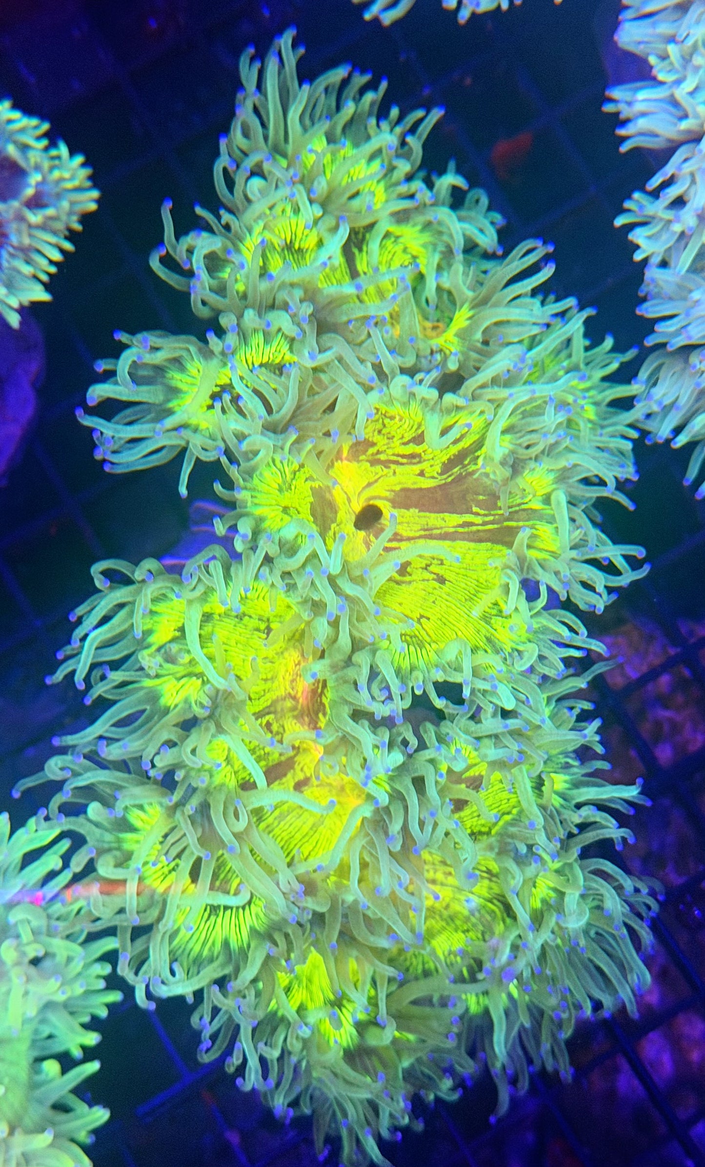 Unique Rainbow mouth elegance