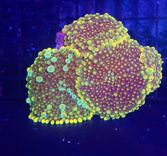 Malay bounce mushroom x 4
