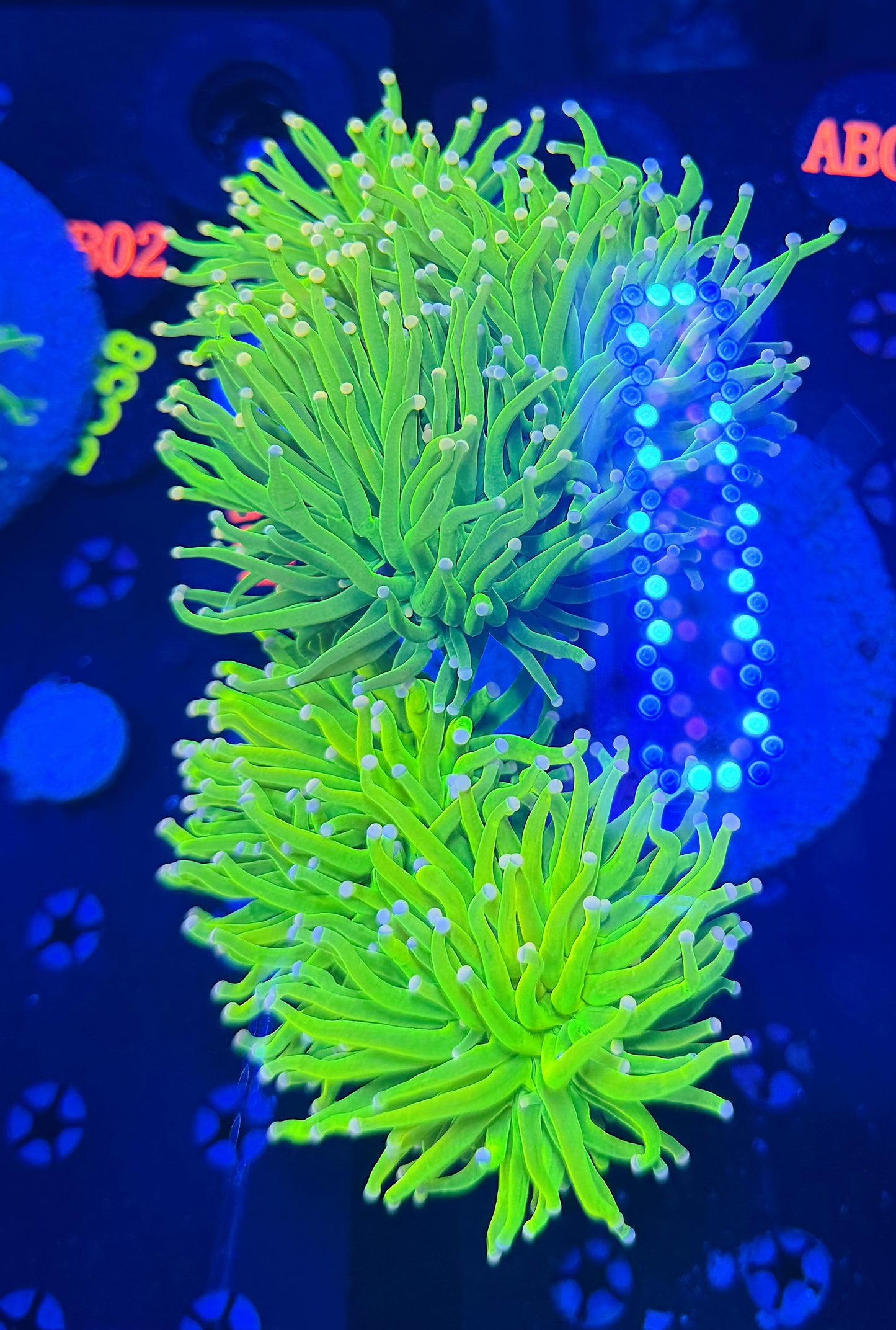 Pink tip hg 5 heads (SBB carebear)